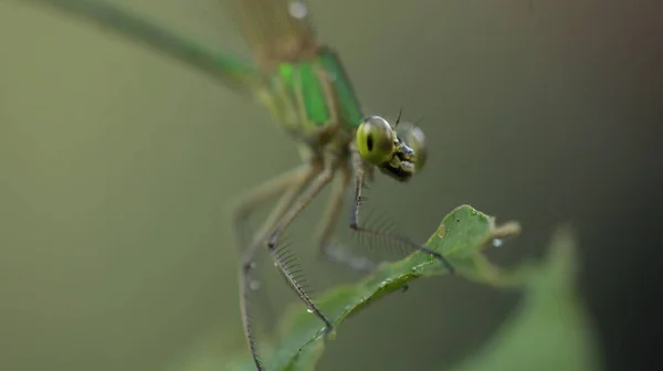 Macro Shot Van Een Libelle — Stockfoto