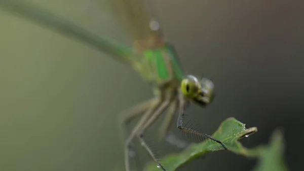 Tiro Macro Uma Libélula — Fotografia de Stock