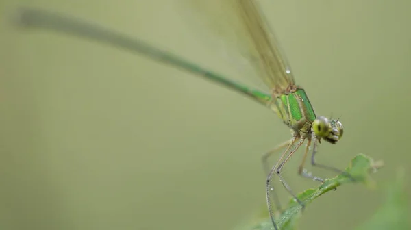 Makroaufnahme Einer Libelle — Stockfoto