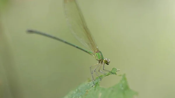 Macro Disparo Una Libélula — Foto de Stock