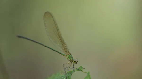 Tiro Macro Uma Libélula — Fotografia de Stock