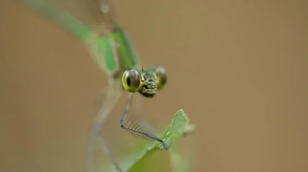 Macro Shot Dragonfly — Stock Photo, Image