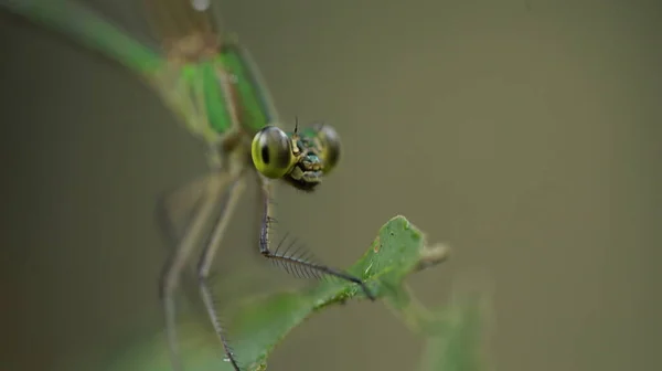 Plan Macro Une Libellule — Photo