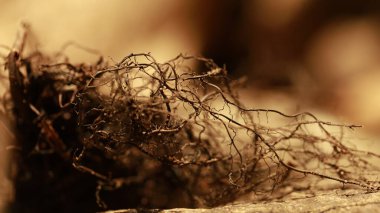 İlaçlı bitki Macro shot 'ı