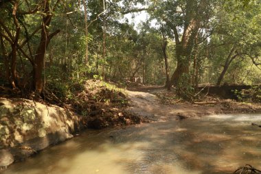 Ormandaki yosunlu kayaların arasından akan su