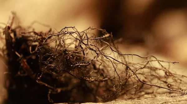 İlaçlı bitki Macro shot 'ı