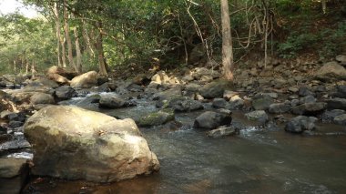 Ormandaki yosunlu kayaların arasından akan su