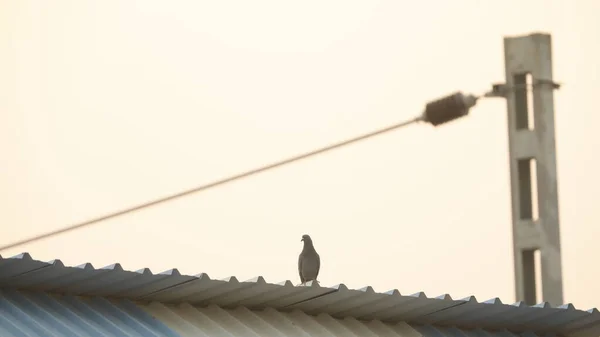 Silhouette Bird Wall — Foto Stock