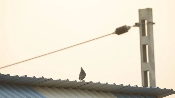 Силуэт Птицы Стене — стоковое фото