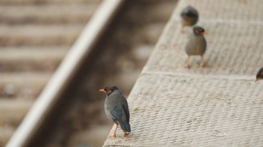Bird on the train platform