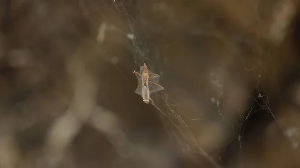 Insect Hang Spider Web — 图库照片