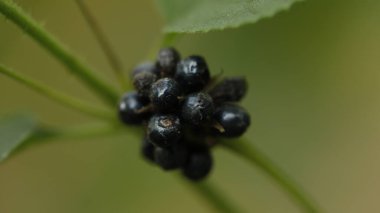 Ağaçtaki Hint İlaçlı Meyveleri