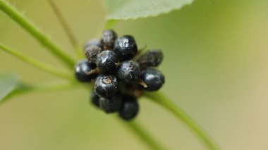 Ağaçtaki Hint İlaçlı Meyveleri