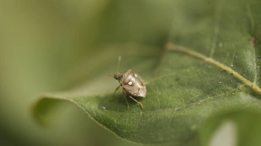 Yapraktaki böcek