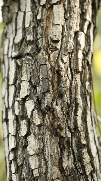 Ayurveda Tree Tunk Texture — Stock fotografie