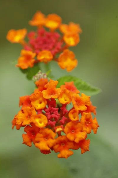 Plantas Medicadas Indianas Flores — Fotografia de Stock