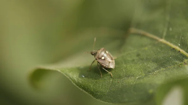 Insekt Auf Dem Blatt — Stockfoto