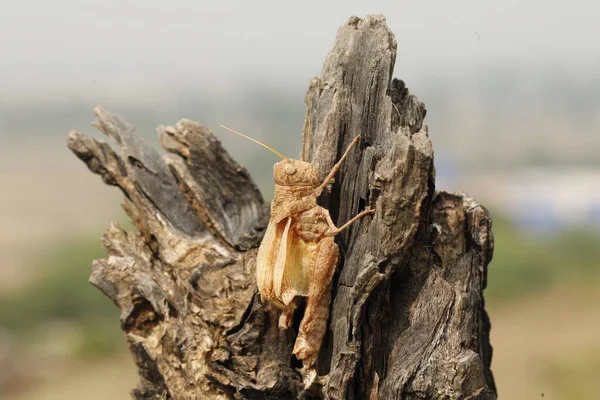 Closeup Brown Grasshopper — Foto Stock