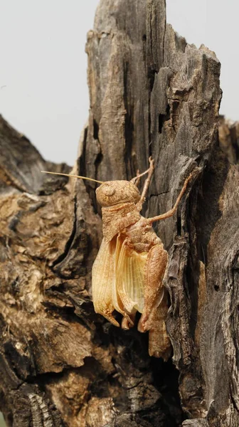 Closeup Brown Grasshopper — Stock Fotó
