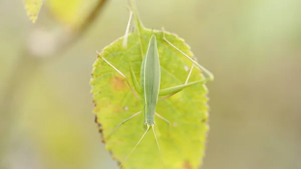 매크로 Grasshopper — 스톡 사진