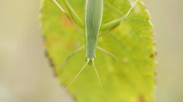 Macro Tiro Gafanhoto — Fotografia de Stock