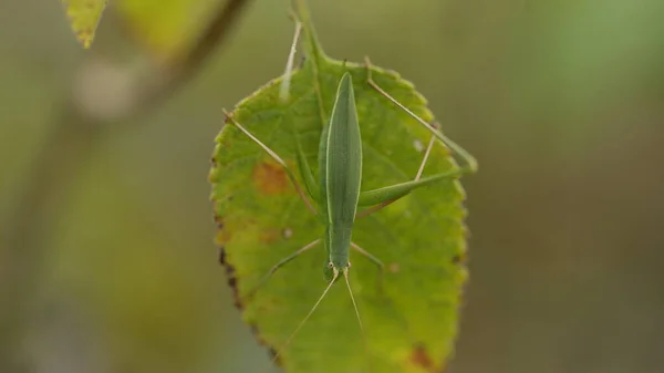 Macro Shot Grasshopper — Foto Stock