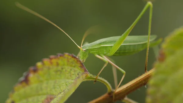 매크로 Grasshopper — 스톡 사진