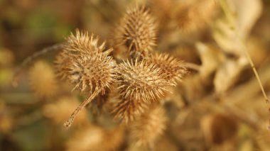 Ağaçtaki Hint İlaçlı Meyveleri