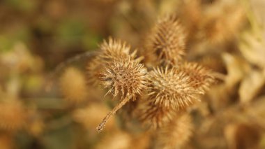 Ağaçtaki Hint İlaçlı Meyveleri