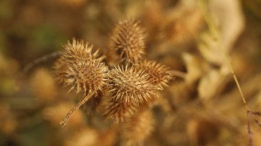 Ağaçtaki Hint İlaçlı Meyveleri