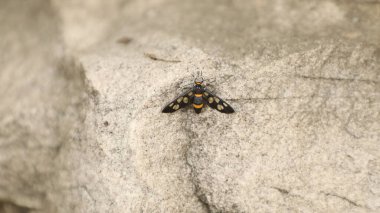 Böcek Uçan makro çekim