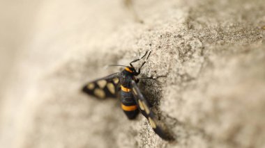 Böcek Uçan makro çekim