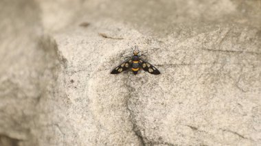 Böcek Uçan makro çekim