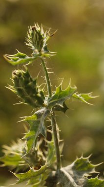 Hint Ayurveda İlaç Fabrikası