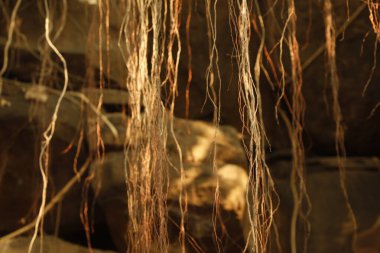 Medicated plant Roots in the Rock Hill