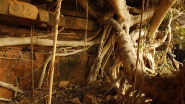 Medicated plant Roots in the Rock Hill
