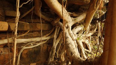 Medicated plant Roots in the Rock Hill