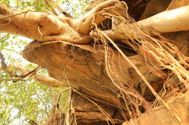 Medicated plant Roots in the Rock Hill