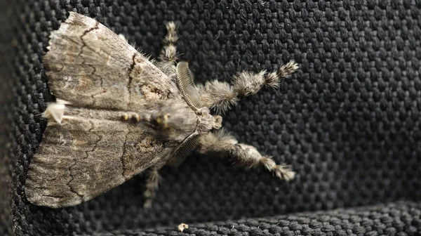 Fjärilen Hawk Moth Death Head — Stockfoto