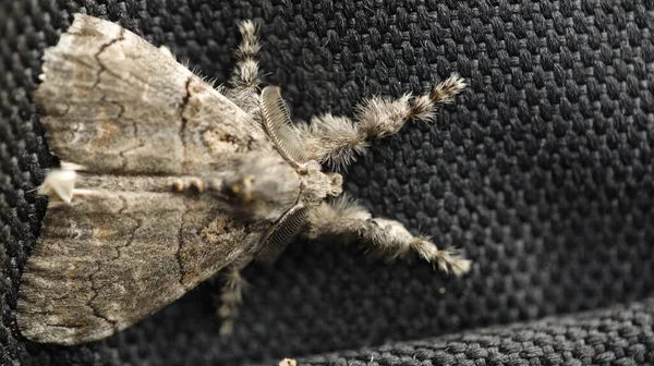 Fjärilen Hawk Moth Death Head — Stockfoto