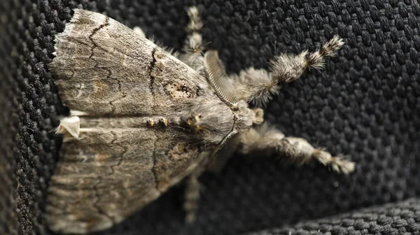 Głowa Śmierci Motyla Hawk Moth — Zdjęcie stockowe