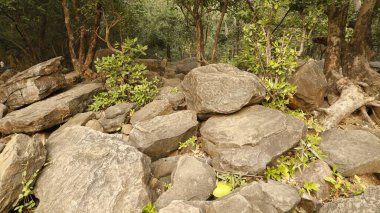 Hint Ormanındaki Ağaçlar