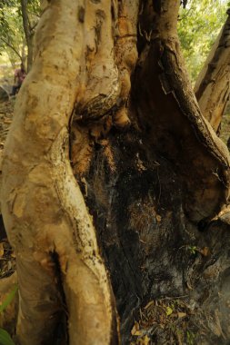 Ayurveda Tree Trunk Texture in the forest