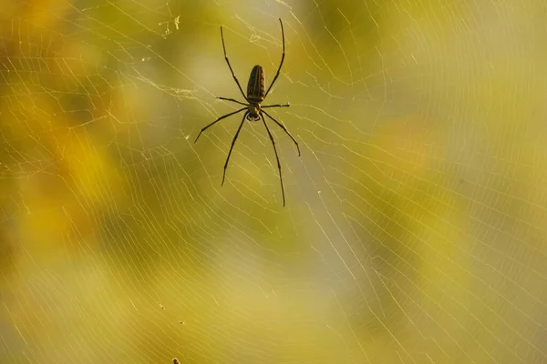 Macro Tiro Uma Aranha — Fotografia de Stock