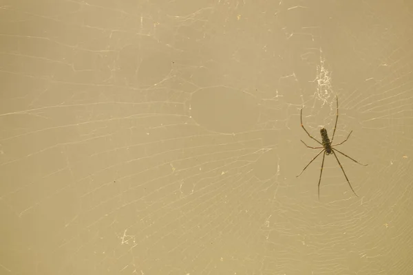 Macro Shot Spider — Fotografie, imagine de stoc