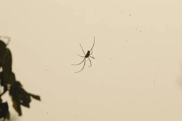Macro Disparo Una Araña —  Fotos de Stock