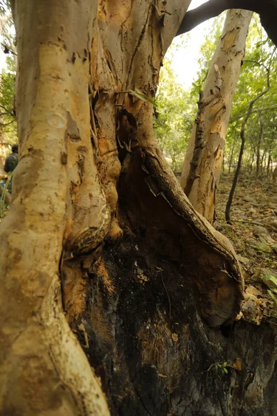 Ayurveda Tree Trunk Texture Forest — Stockfoto