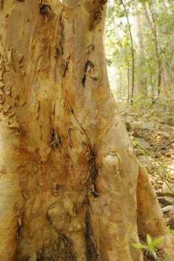 Ayurveda Tree Trunk Texture in the forest