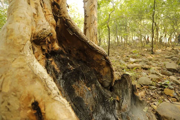 Ayurveda Tree Trunk Texture Forest — Stok fotoğraf