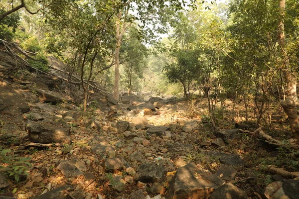 Trees in the Indian Forest